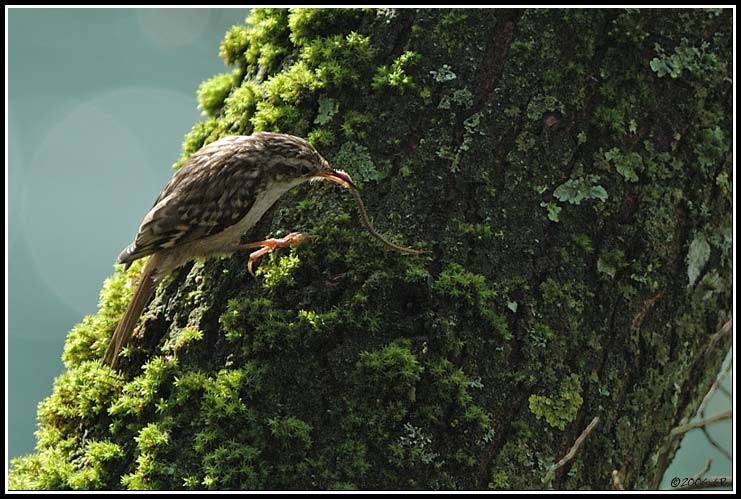 Grimpereau des jardins - Certhia brachydactyla