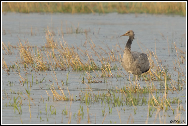 Grue cendrée - Grus grus