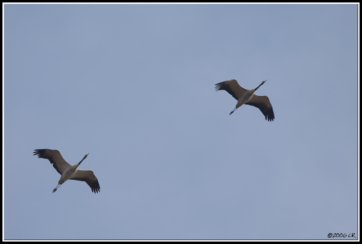 Grue cendrée - Grus grus