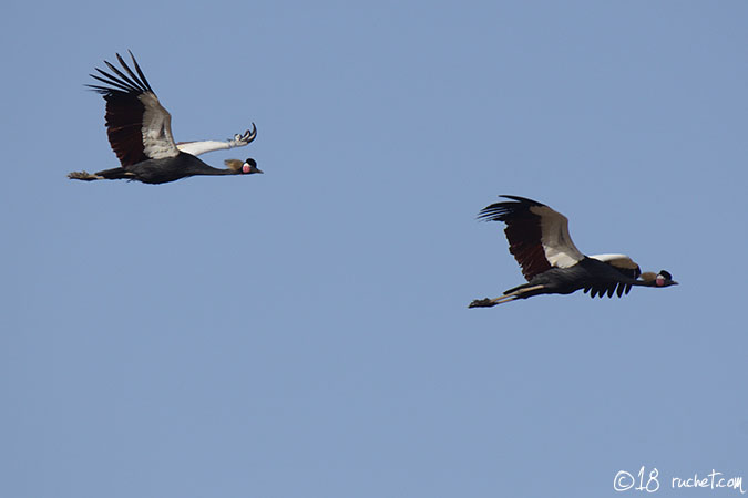 Black Crowned Crane - Balearica pavonina