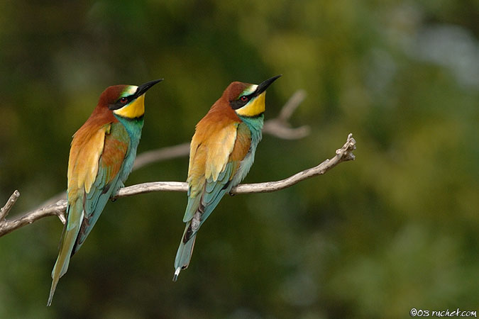 European bee-eater - Merops apiaster