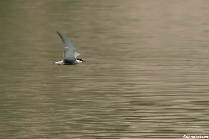 Whiskered Tern - Chlidonias hybrida