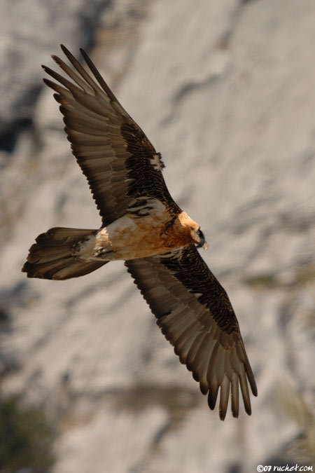 Bearded Vulture - Gypaetus barbatus