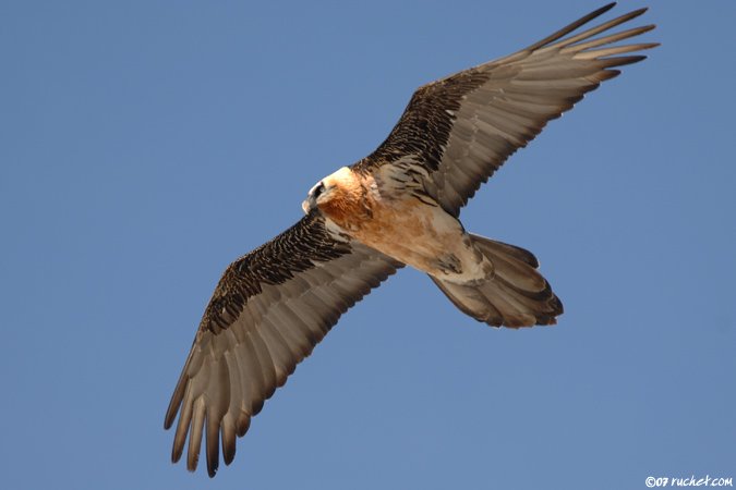 Bearded Vulture - Gypaetus barbatus