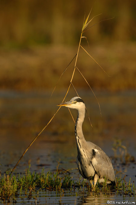 Grey heron - Ardea cinerea
