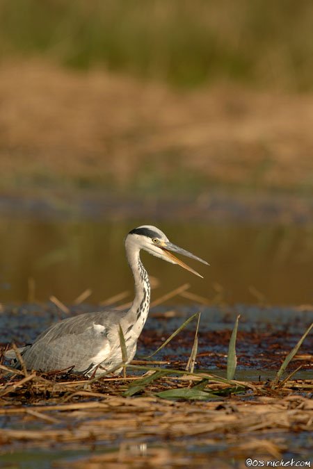 Airone cenerino - Ardea cinerea