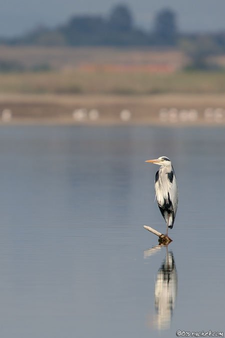 Airone cenerino - Ardea cinerea