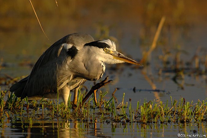 Airone cenerino - Ardea cinerea