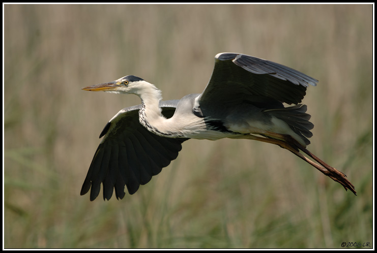 Airone cenerino - Ardea cinerea