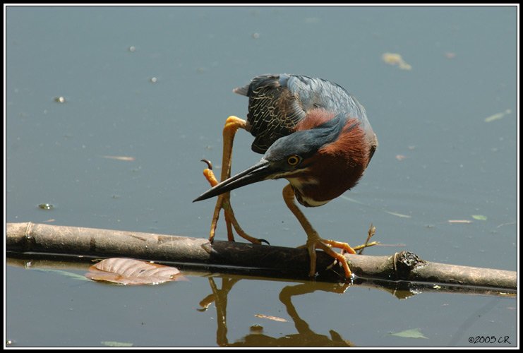 Green Heron - Butorides virescens