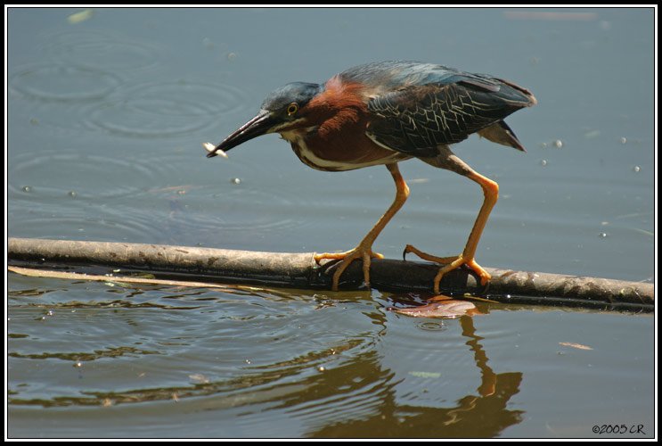 Green Heron - Butorides virescens