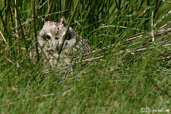 Sumpfohreule - Asio flammeus