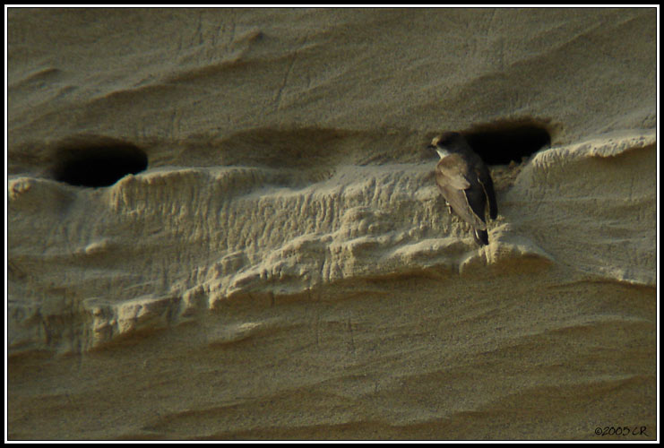 Uferschwalbe - Riparia riparia