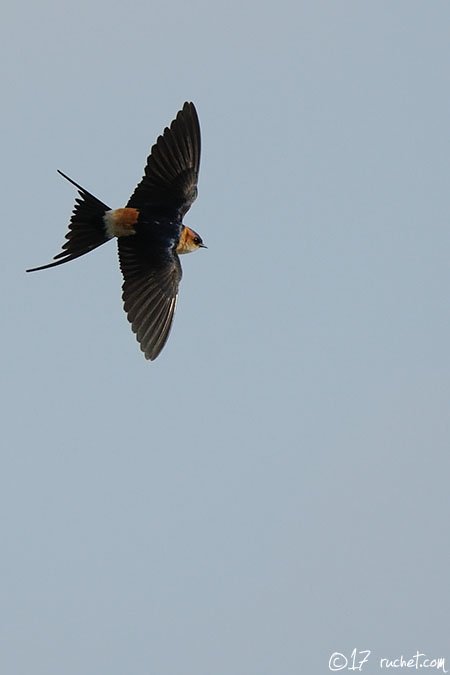 Red-rumped Swallow - Cecropis daurica