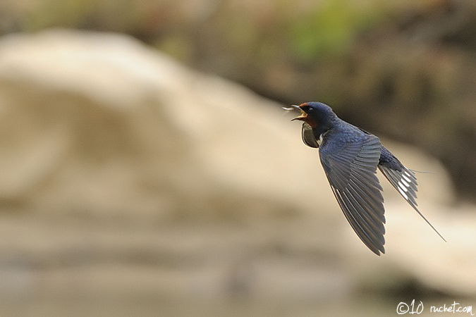 Barn swallow - Hirundo rustica