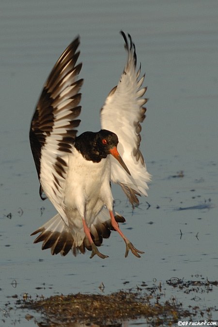 Austernfischer - Haematopus ostralegus