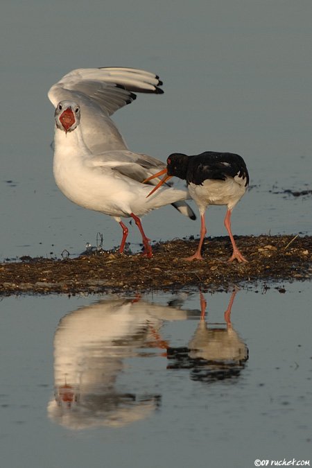 Austernfischer - Haematopus ostralegus