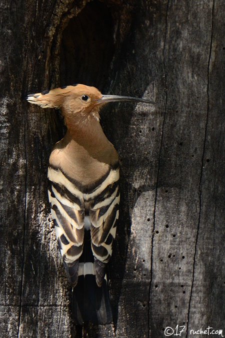 Hoopoe - Upupa epops