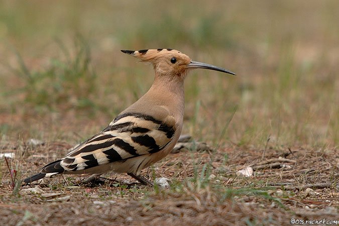 Hoopoe - Upupa epops