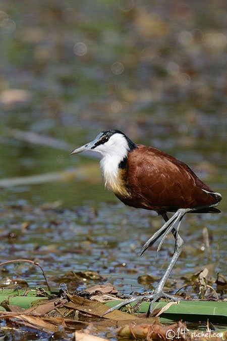 Blaustirn-Blatthühnchen - Actophilornis africanus