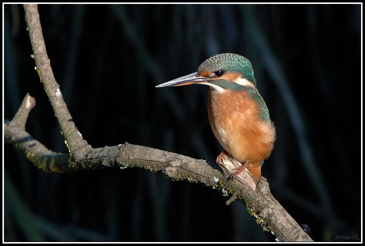 Common kingfisher - Alcedo atthis