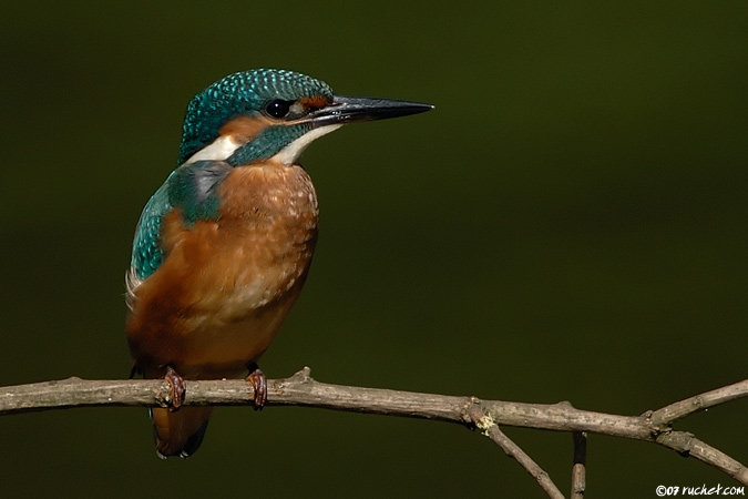 Martin pescatore - Alcedo atthis