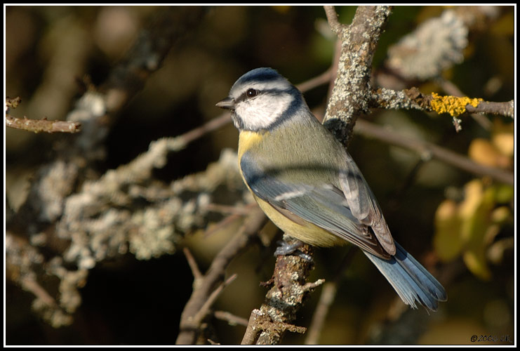 Cinciarella - Parus caeruleus