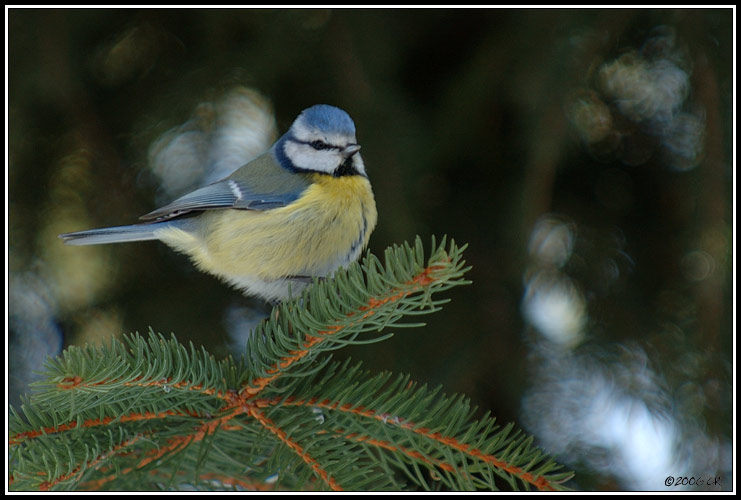 Cinciarella - Parus caeruleus