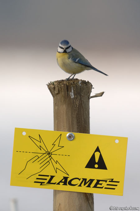 Cinciarella - Parus caeruleus