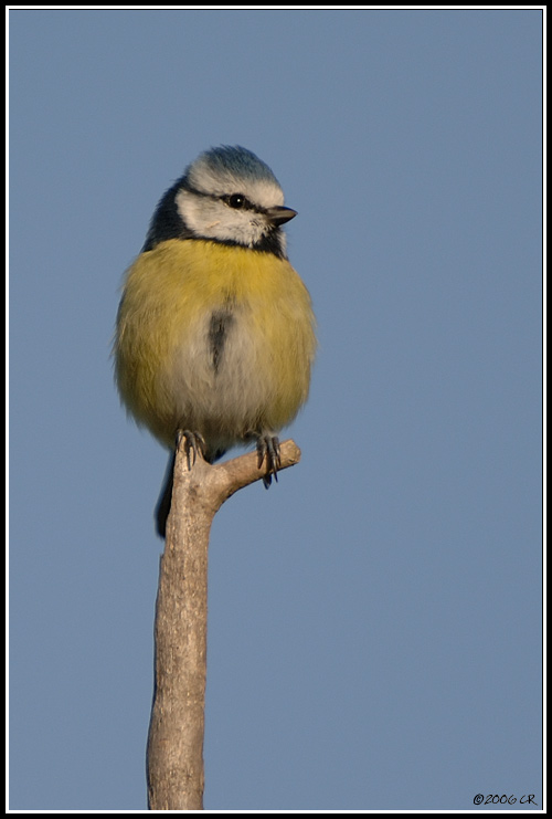 Cinciarella - Parus caeruleus