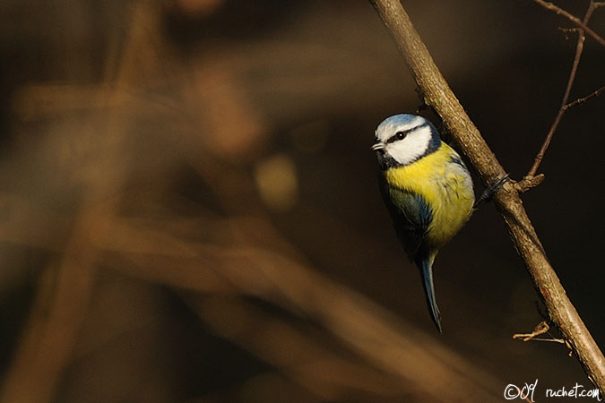 Cinciarella - Parus caeruleus