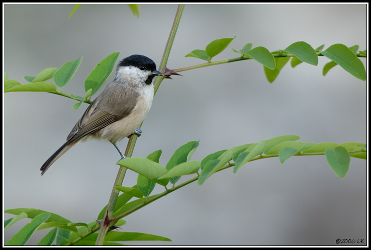 Marsh Tit - Parus palustris