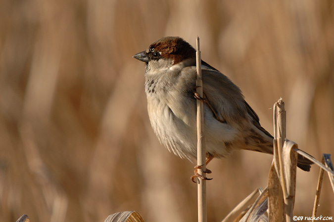 House sparrow - Passer domesticus