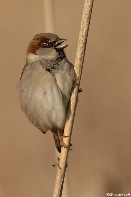 Moineau domestique - Passer domesticus