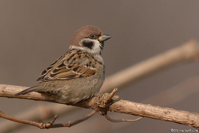 Eurasian Tree Sparrow - Passer montanus
