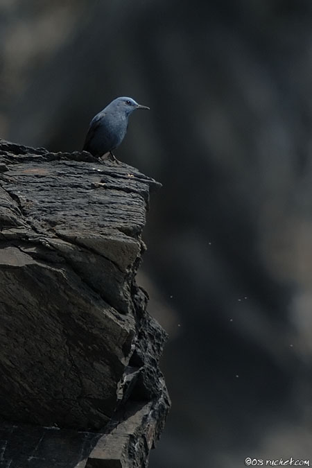 Blue Rock Thrush - Monticola solitarius