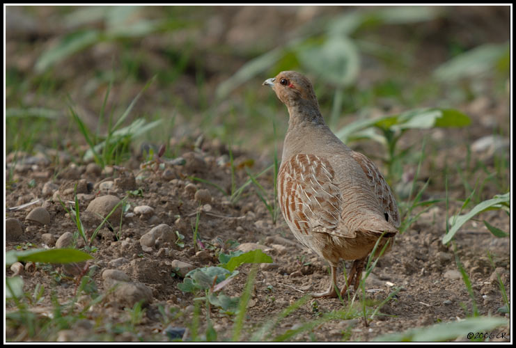 Grey Partridge - Perdix perdix