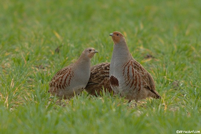 Grey Partridge - Perdix perdix