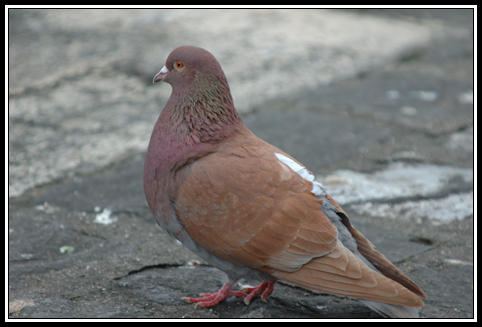 Feral pigeon - Columba livia
