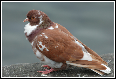 Feral pigeon - Columba livia