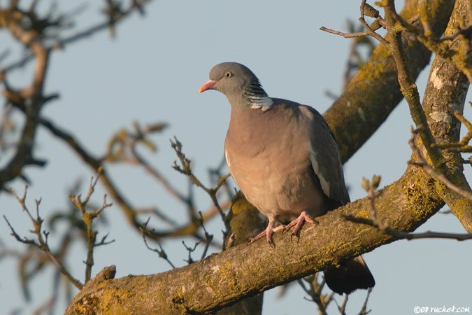 Colombaccio - Columba palumbus