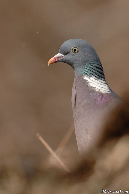 Colombaccio - Columba palumbus