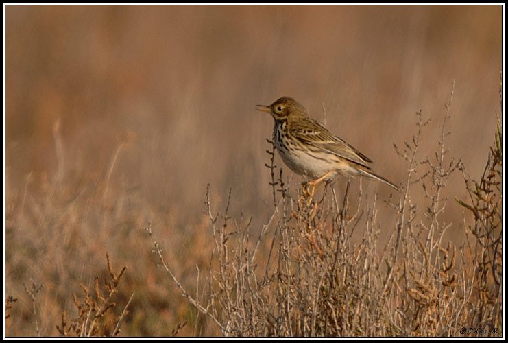 Pipit farlouse - Anthus pratensis