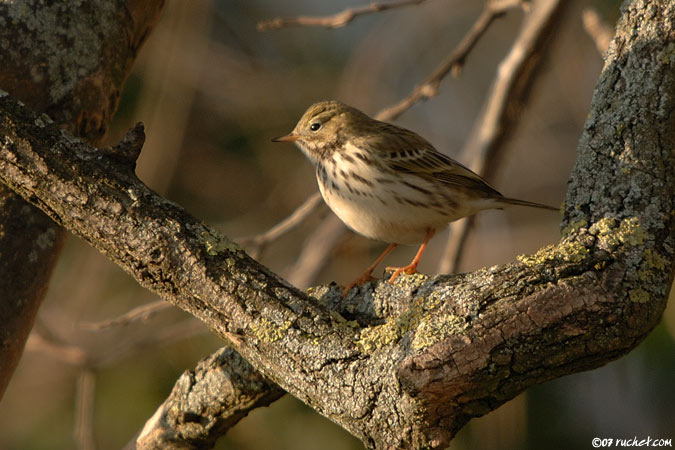 Pipit farlouse - Anthus pratensis