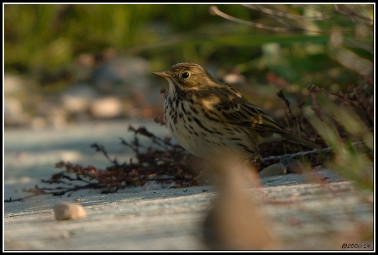 Pipit farlouse - Anthus pratensis