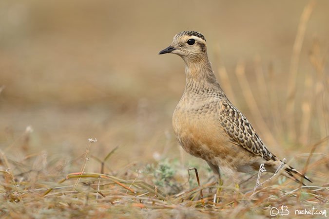 Mornellregenpfeifer - Charadrius morinellus