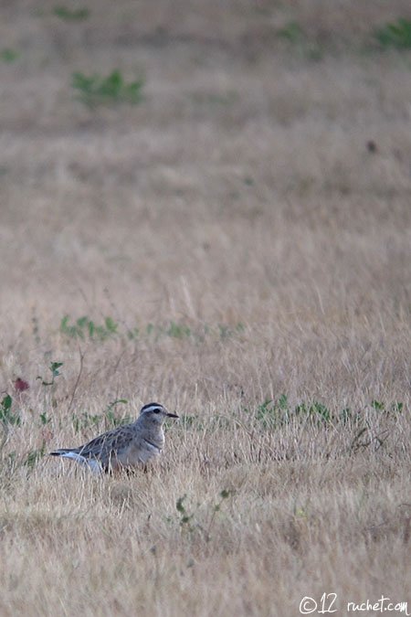 Mornellregenpfeifer - Charadrius morinellus