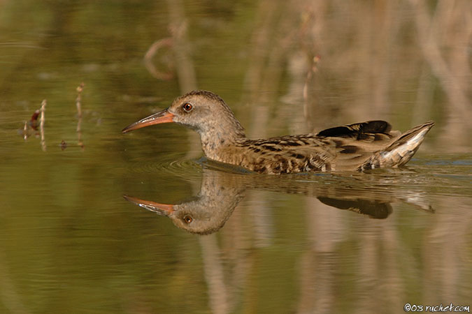 Porciglione - Rallus aquaticus