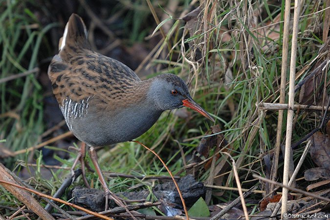 Porciglione - Rallus aquaticus