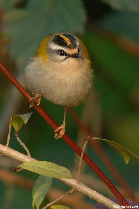 Fiorrancino - Regulus ignicapilla